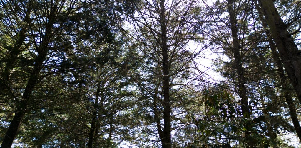El_Cortijo__Imagen-05
