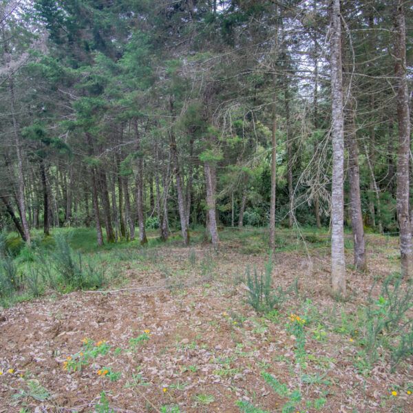 LA CEJA 1.568m2