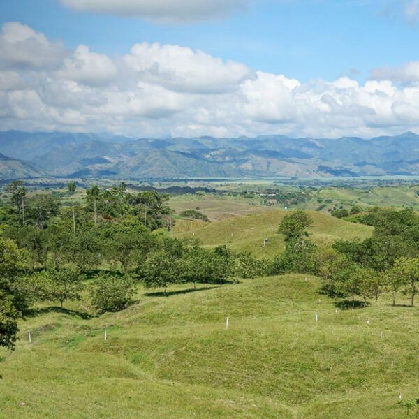 PEREIRA 10.000m2
